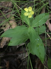 Lysimachia lanceolata