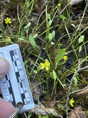 Ranunculus flammula ovalis