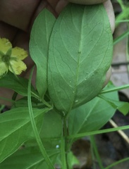 Lysimachia lanceolata