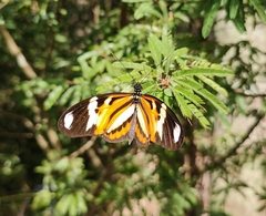 Heliconius ethilla narcaea
