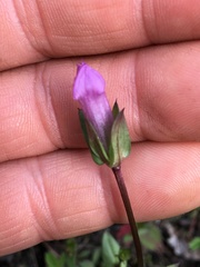 Gentianella propinqua