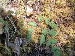 Lomatium martindalei