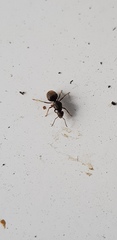 Lasius niger
