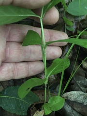 Lysimachia lanceolata
