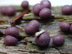 Lycogala exiguum