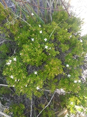 Arcytophyllum thymifolium