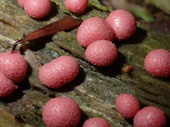Lycogala exiguum