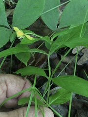 Lysimachia lanceolata