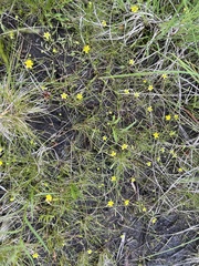 Ranunculus flammula ovalis