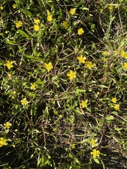 Ranunculus flammula ovalis