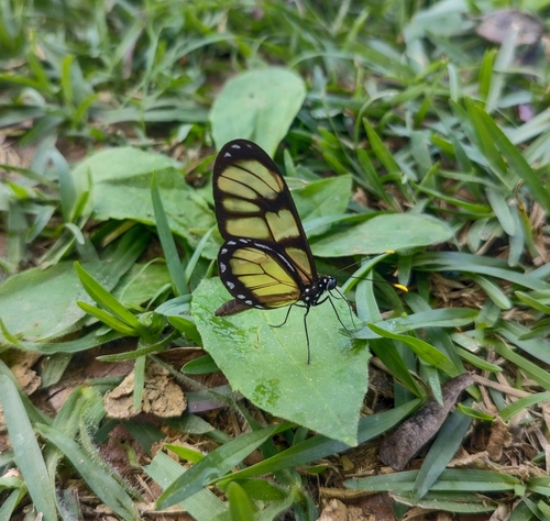 Dero Clearwing