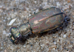 Cicindela trifasciata sigmoidea