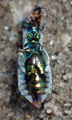 Cicindela trifasciata sigmoidea