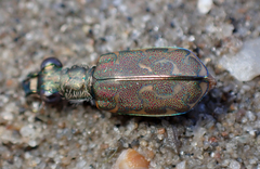 Cicindela trifasciata sigmoidea