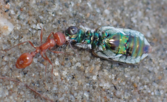 Cicindela trifasciata sigmoidea