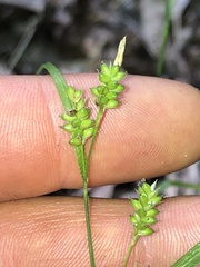 Carex pallescens