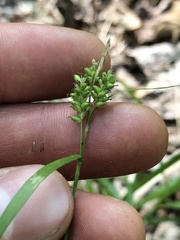 Carex pallescens