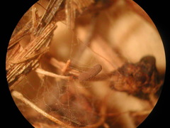 Comatricha reticulospora