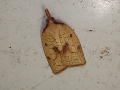 Sparganothis xanthoides