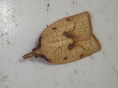 Sparganothis xanthoides