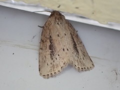 Photedes panatela
