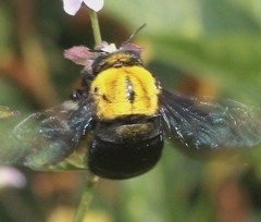 Xylocopa ruficornis