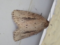 Photedes panatela