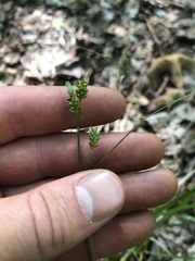 Carex pallescens
