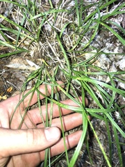 Carex pallescens