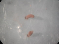 Comatricha reticulospora