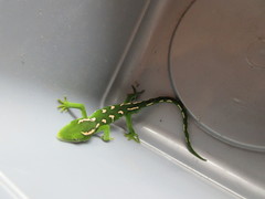 Naultinus elegans