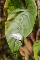 Ostrinotes sophocles
