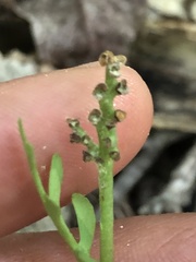 Botrychium matricariifolium