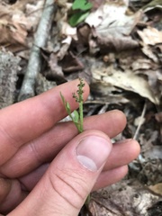 Botrychium matricariifolium
