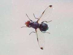 Seioptera