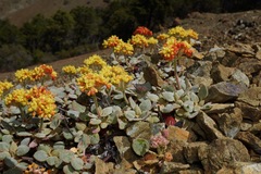 Eriogonum cedrorum