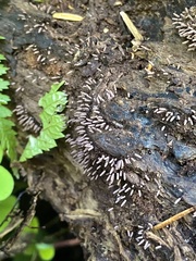 Stemonitopsis