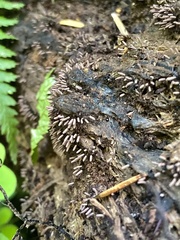 Stemonitopsis