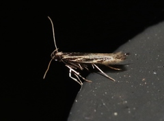 Eralea albalineella