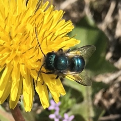 Osmia ribifloris ribifloris