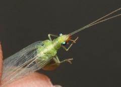 Chrysoperla comanche