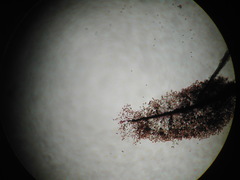 Comatricha reticulospora