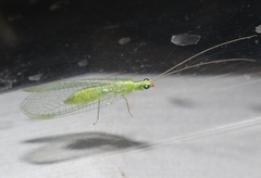 Chrysoperla comanche