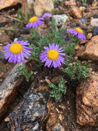 Erigeron pinnatisectus (A.Gray) A.Nelson