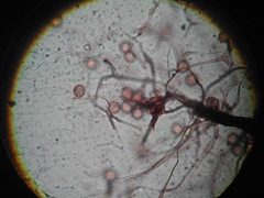 Comatricha reticulospora