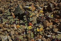 Eriogonum cedrorum