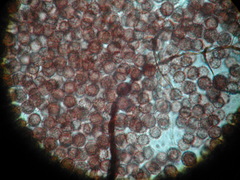 Comatricha reticulospora