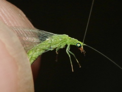 Chrysoperla comanche