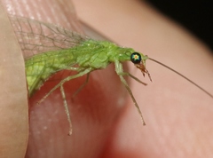 Chrysoperla comanche