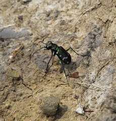Cicindela limbalis